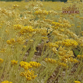 Organic Helichrysum Italicum Hydrosol, Ecocert certification
